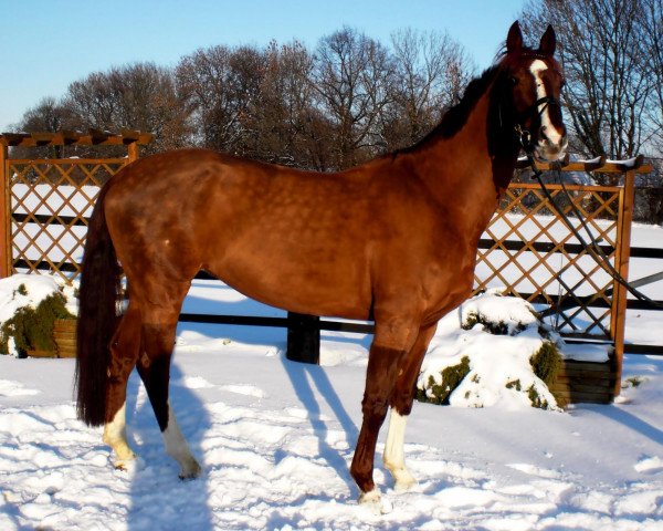 Springpferd Flying Sensation K (Westfale, 2002, von Ferragamo)