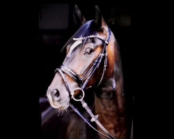 dressage horse De la Silva (Mecklenburg, 2017, from Daily Deal)