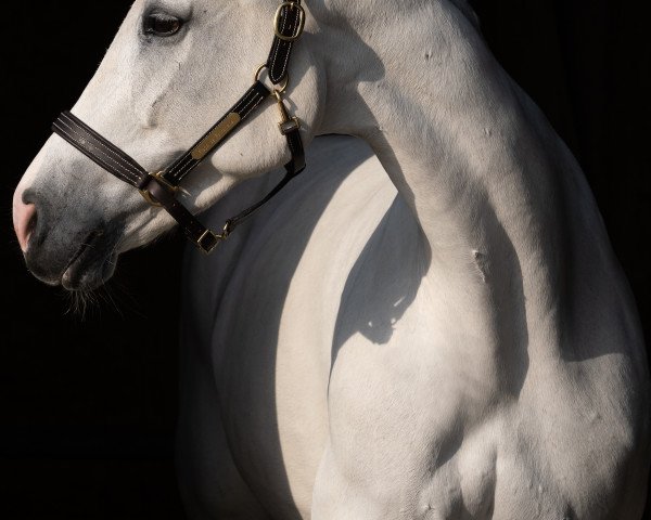 jumper Pippa de Fontanelle CH (Swiss Warmblood, 2011, from Ugano Sitte)
