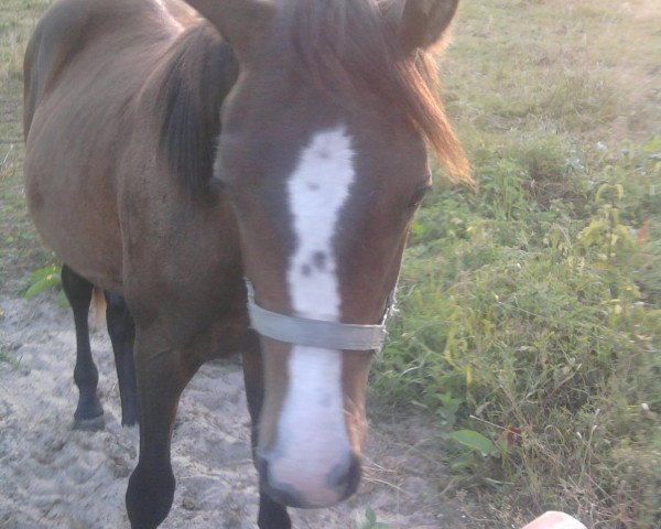 Pferd Speedy Somolly (Deutsches Reitpony, 2009, von Special Dream TCF)