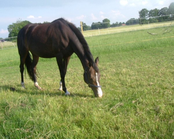broodmare Nocky (German Riding Pony, 1993, from Navarino)