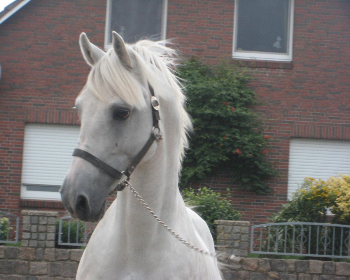 Deckhengst Bandit (Kleines deutsches Reitpferd, 1994, von Bachus)