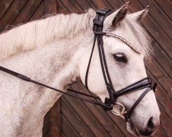 dressage horse Lisnagra Fiona (Connemara Pony, 2015, from Kingstown Fionn)