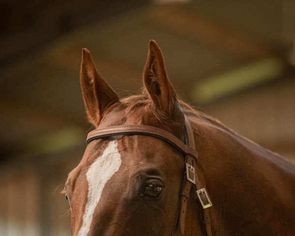 Pferd Jac El Cody (Quarter Horse, 2005, von Jacs on Top)