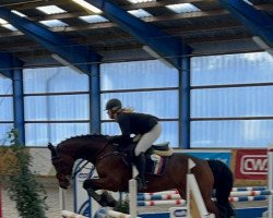 jumper Chattanooga 36 (Holsteiner, 2015, from Cascadello)