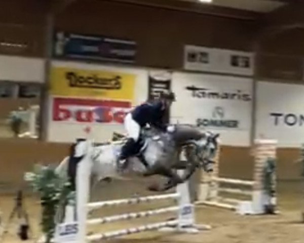 horse Baledas (Selle Français, 2011, from Levistan)