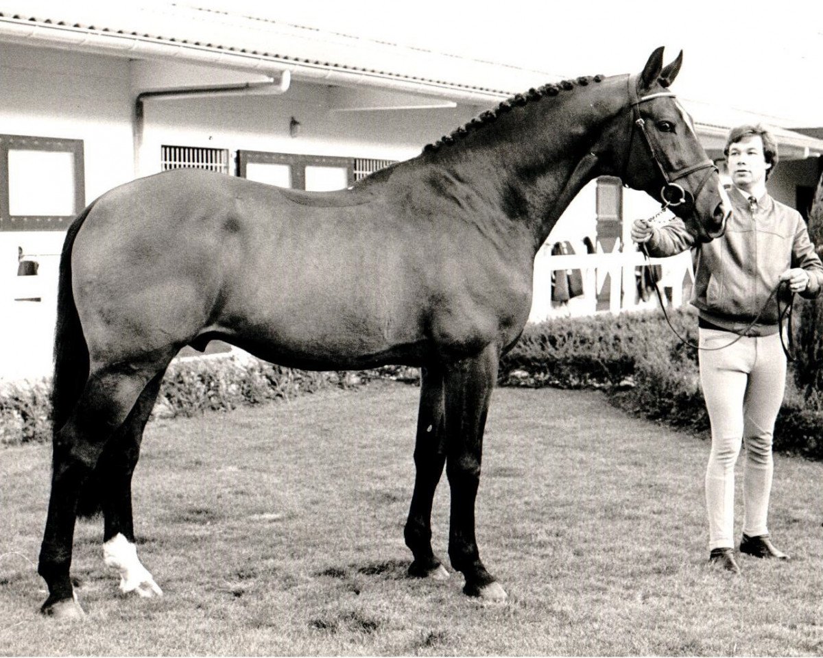 Deckhengst Nimmerdor (KWPN (Niederländisches Warmblut), 1972, von Farn)