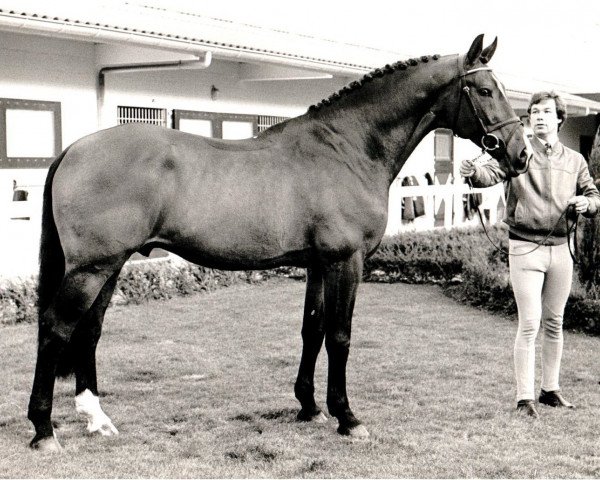 Deckhengst Nimmerdor (KWPN (Niederländisches Warmblut), 1972, von Farn)