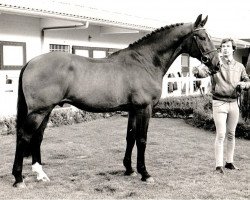 Deckhengst Nimmerdor (KWPN (Niederländisches Warmblut), 1972, von Farn)