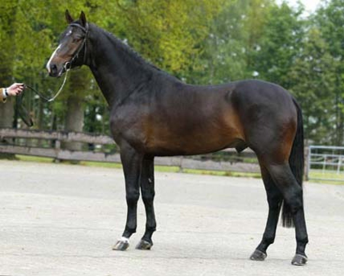 Deckhengst Unitair (KWPN (Niederländisches Warmblut), 2001, von Voltaire)