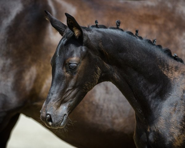 horse Belle Fille (Oldenburg, 2022, from D'Egalite)