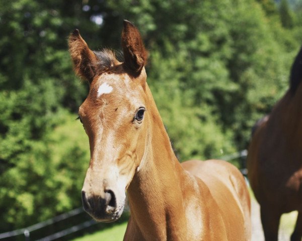 Pferd Kian Blue Z (Zangersheide Reitpferd, 2022, von Kazan Z)