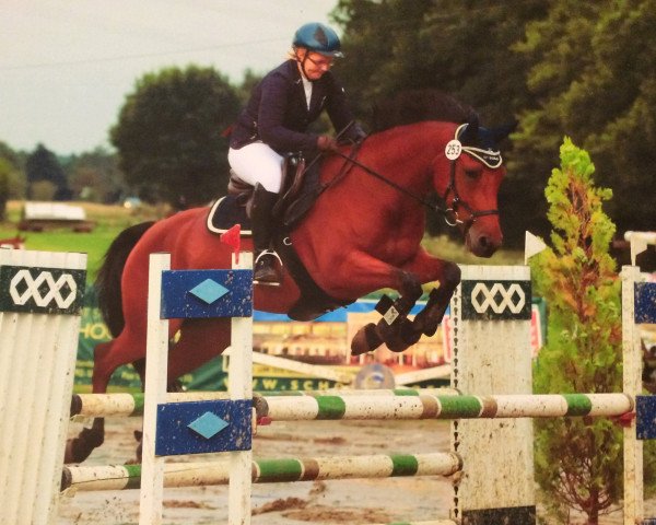 eventing horse King Charly 5 (German Riding Pony, 2009, from Cobold Es)