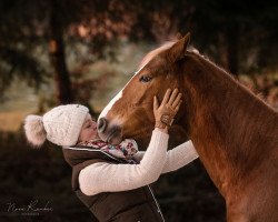 Dressurpferd Dallmayr's Dreamcatcher (Deutsches Reitpony, 2019, von Dallmayr K)