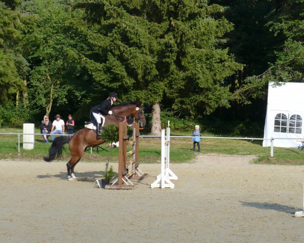 broodmare Starlight (Oldenburg, 2002, from Sunny-Boy)