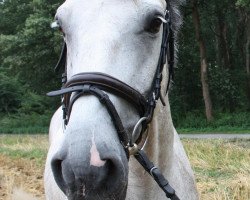 jumper Curd H (Holsteiner, 2005, from Chico's Boy)