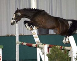 Springpferd Kleiner Pilot (Deutsches Reitpony, 2007, von Top Karetino)