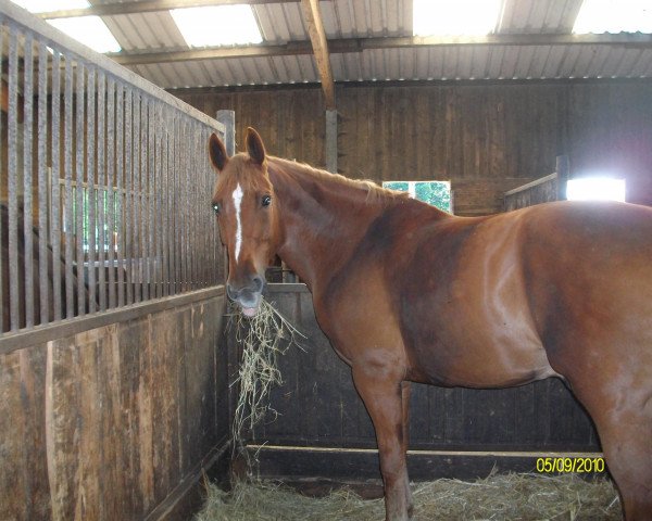 dressage horse Famous Fandango (Westphalian, 1995, from Fagott)