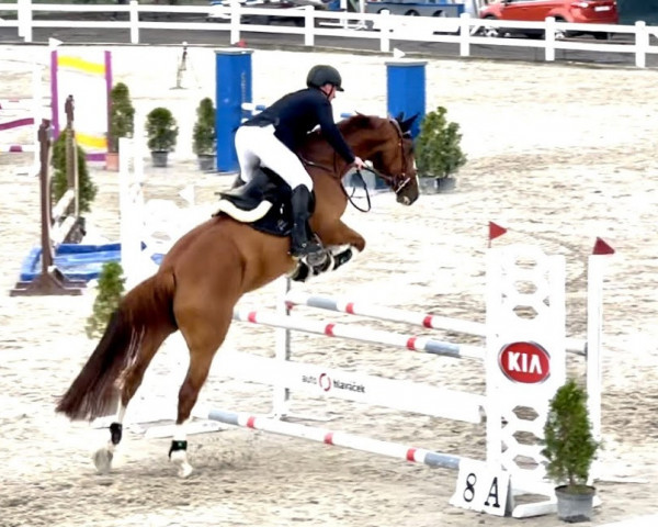 horse Qualite 56 de Myatt (Belgian Warmblood, 2016, from Tangelo van de Zuuthoeve)