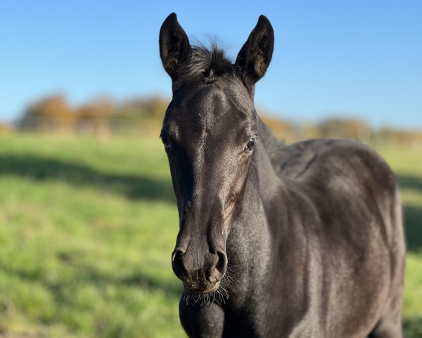 Pferd Chloe’s Love Story L (Oldenburger, 2022, von Cadeau Noir)