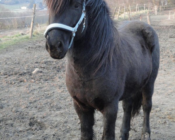 horse Álmur vom Rittershof (Iceland Horse, 2006, from Hlynur frá Kjarnholtum I)
