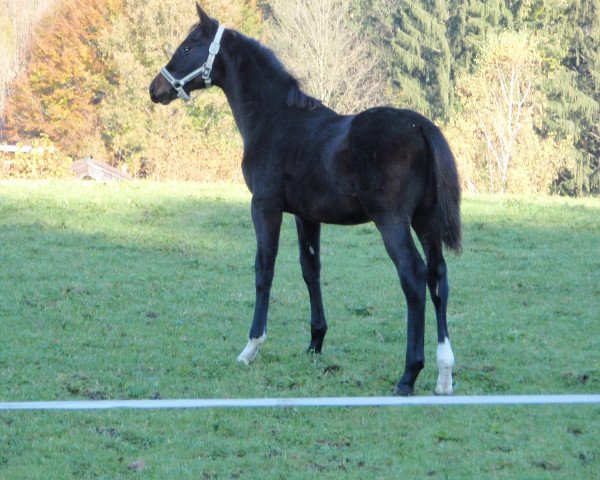 stallion Quality of Quaterback (German Warmblood, 2010, from Quaterback)