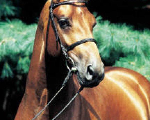 Deckhengst Aquilino (Oldenburger, 1994, von Argentinus)