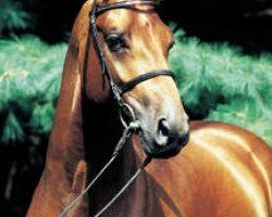 stallion Aquilino (Oldenburg, 1994, from Argentinus)