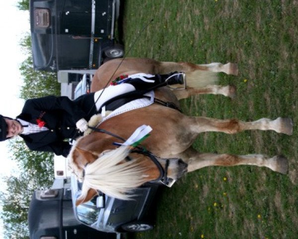 Springpferd Alexis 197 (Haflinger, 1995, von Aragon (6,25% ox))