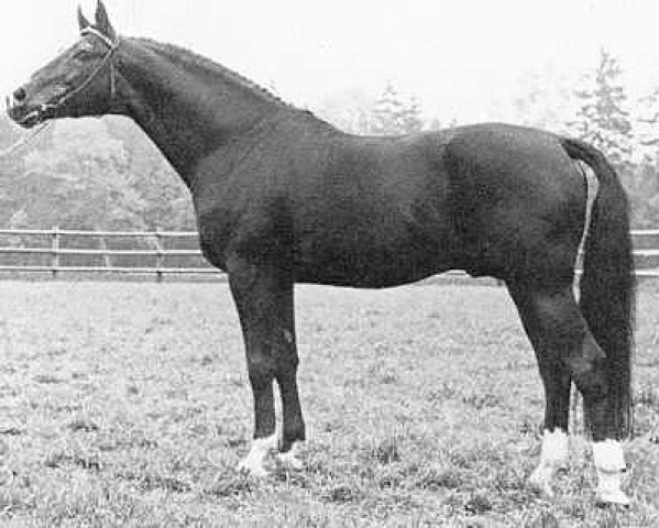 stallion Ordensglanz (Trakehner, 1966, from Herbstglanz) stallion Ordensglanz (Trakehner, 1966, from Herbstglanz)