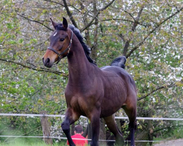 Horse For Fosco (Oldenburger Jumping Horse, 2018, from For Cornet)