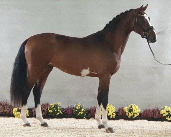 stallion Toeloop (Hanoverian, 2019, from Tangelo van de Zuuthoeve)