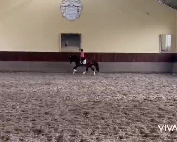 Video von Toeloop