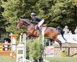 jumper Mountbatten 7 (Hanoverian, 2015, from Métall)