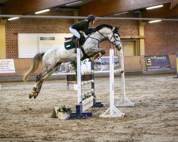 Springpferd C'Est Mon Bébé (Holsteiner, 2015, von Comme il Faut)