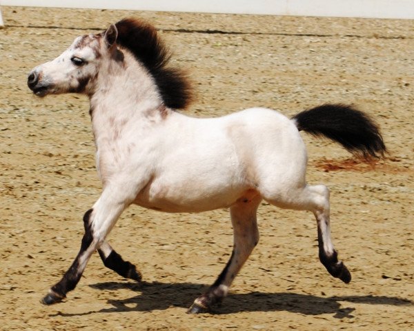 horse Undercover (Dt.Part-bred Shetland pony,  , from Upside van de berk)