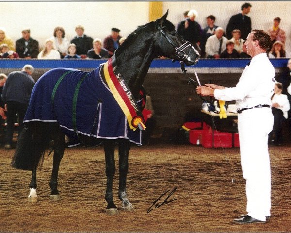 Deckhengst Dinar (Arabisches Halbblut / Partbred, 1994, von Decoration AA)