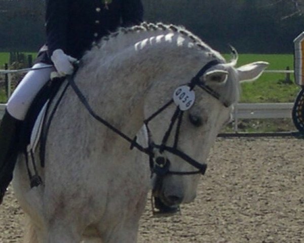 horse Top Gun R (Oldenburg, 1991, from Top of Class) horse Top Gun R (Oldenburg, 1991, from Top of Class)
