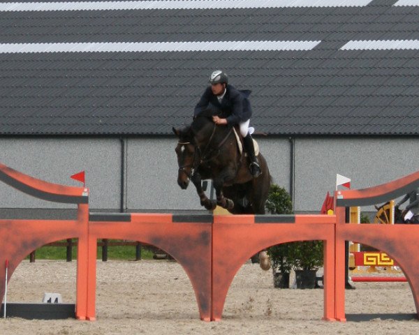 Deckhengst Cantor de Mariposa (Belgisches Warmblut, 2002, von Cento)