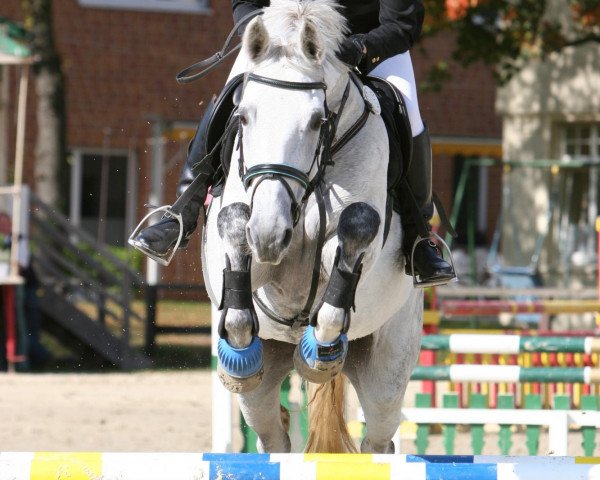 broodmare Chakira S (Westphalian, 1999, from Coronino)