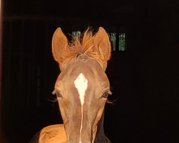 broodmare Joie de Vivre (Hanoverian, 2022, from Jaguar Mail)