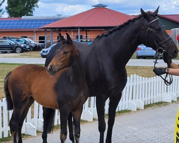 broodmare Vanilla Fudge (Hanoverian, 2022, from Viscount 22)