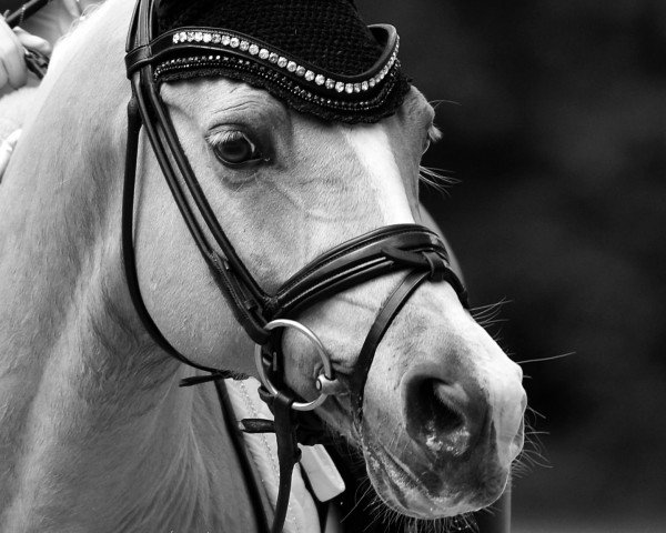 dressage horse Steendieks Classic Gold (German Riding Pony, 2013, from Classic Dream FH)