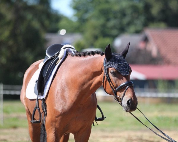 jumper Veni Vidi Vici 35 (Hanoverian, 2015, from Vesuv 35)