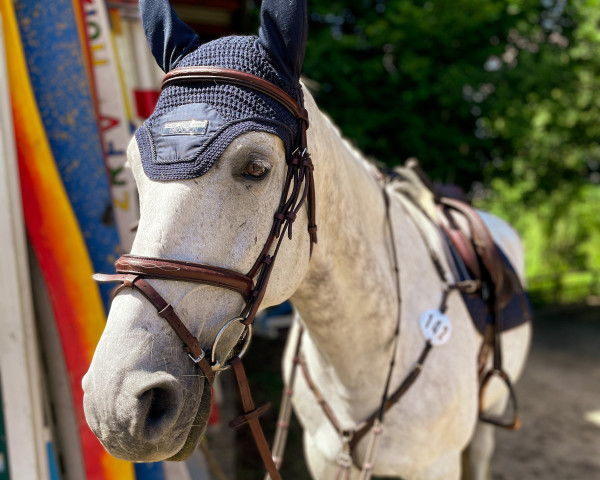 jumper Ciko 4 (Czech Warmblood, 2010, from Quick Lauro Z)