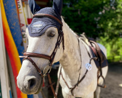 jumper Ciko 4 (Czech Warmblood, 2010, from Quick Lauro Z)