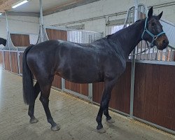 Dressurpferd First Lady 287 (Deutsches Sportpferd, 2017, von Florentianer)