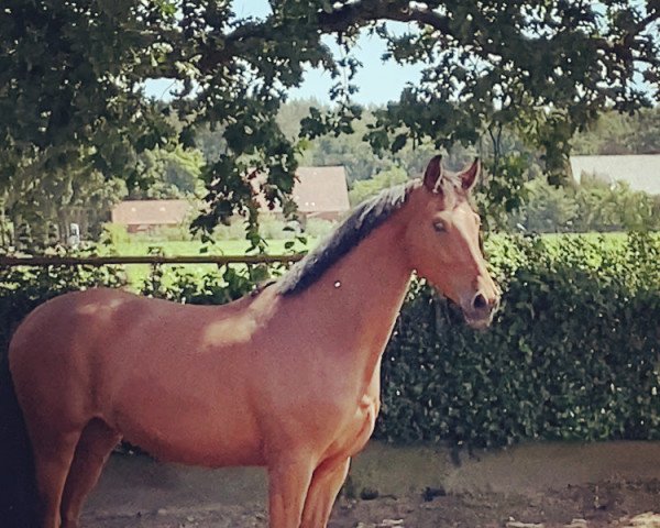 Pferd Valdanos (Deutsches Sportpferd, 2018, von Valerio)