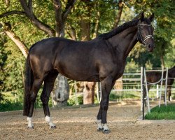 broodmare Donna de Hus (Württemberger, 2012, from Don Juan de Hus)