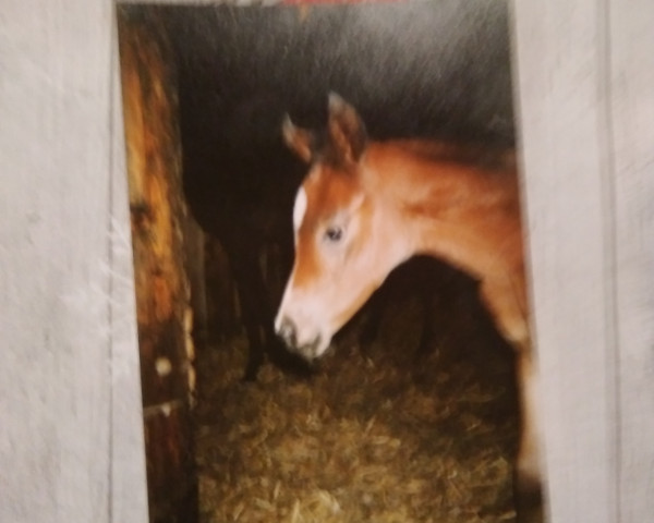 broodmare Dschiwa-Halima ox (Arabian purebred, 1996, from Haram Ibn Halima ox)